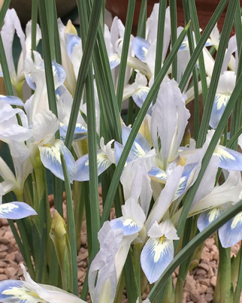 Iris reticulata Frozen Planet (1)
